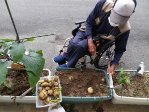 じゃがいも掘り　②